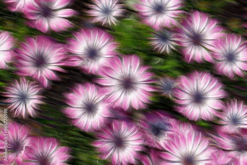colorful daisy in bloom in spring