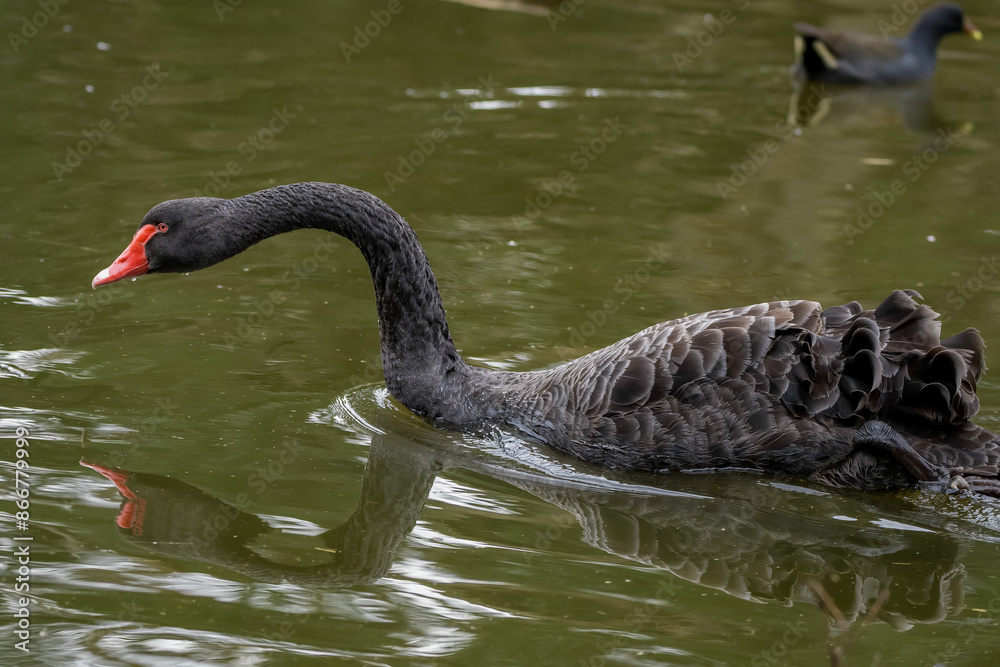 Fototapeta premium Black swan (Cygnus atratus)