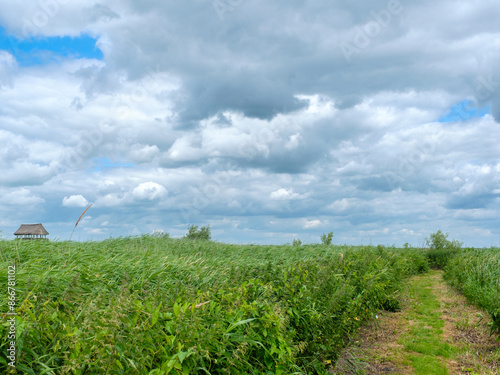 Nature reserve Mandjeswaard, Kampen, Overijssel province, The Netherlands photo