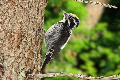 Eurasian three-toed woodpecker or Picoides tridactylus) male in the forest in winter in snowfall.Three toed woodpecker Picoides tridactylus on a tree looking for food, the best photo.
