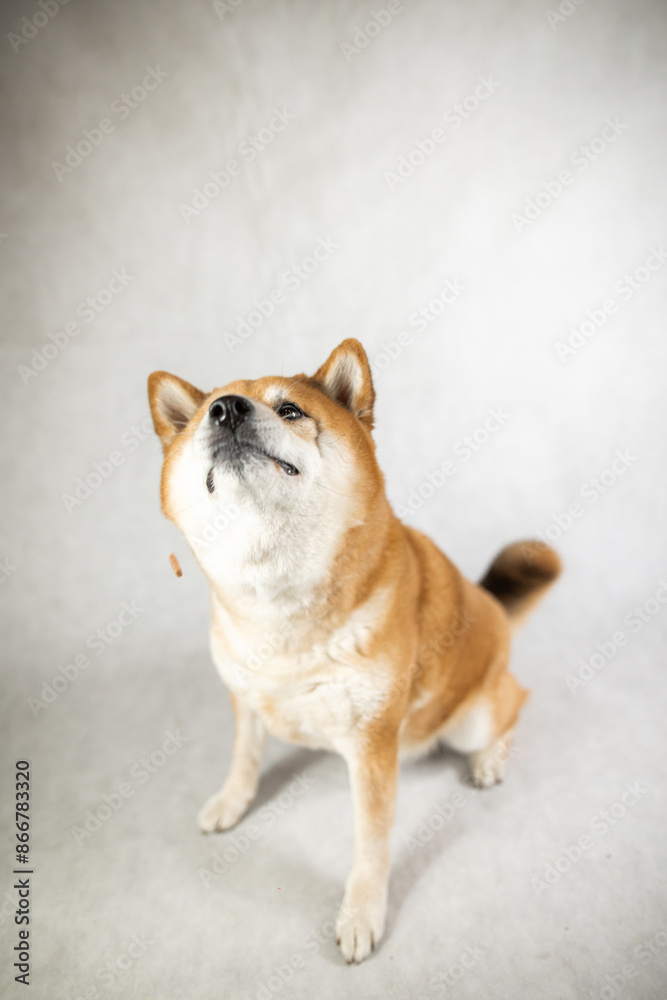 Pies Hachiko Schiba inu azjatycki pies łapie przysmaka na białym tle
