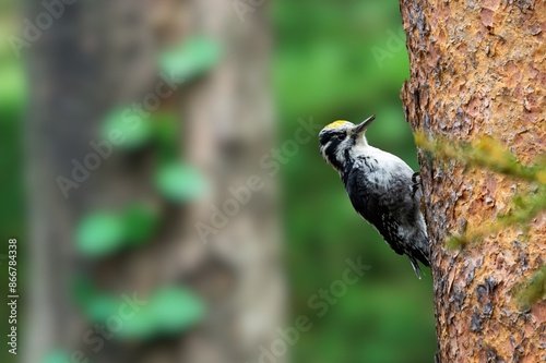 Eurasian three-toed woodpecker or Picoides tridactylus) male in the forest in winter in snowfall.Three toed woodpecker Picoides tridactylus on a tree looking for food, the best photo.