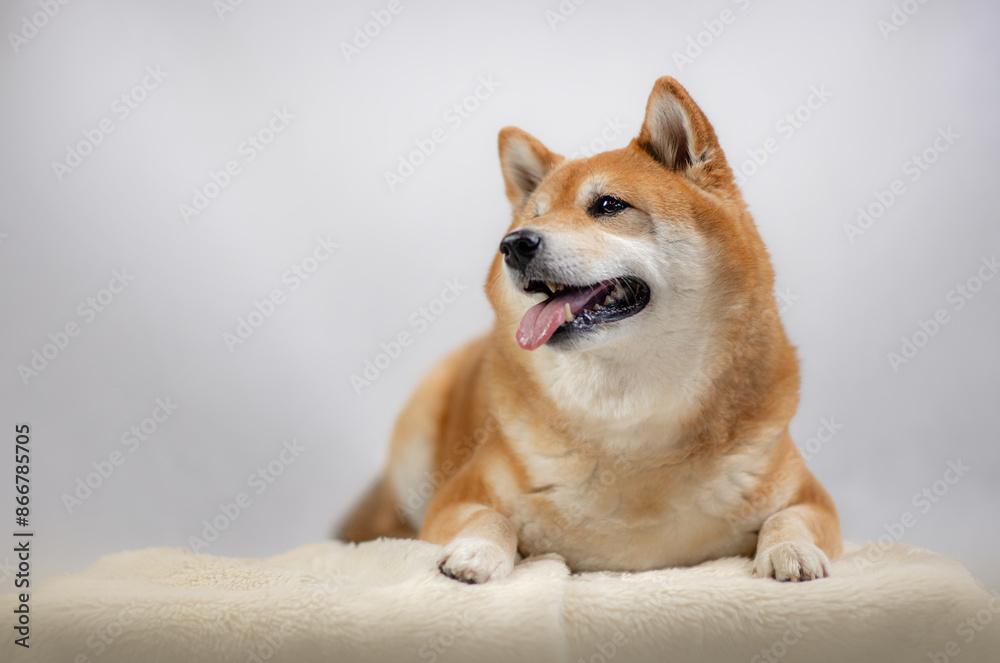 Pies Hachiko Schiba inu azjatycki na białym tle