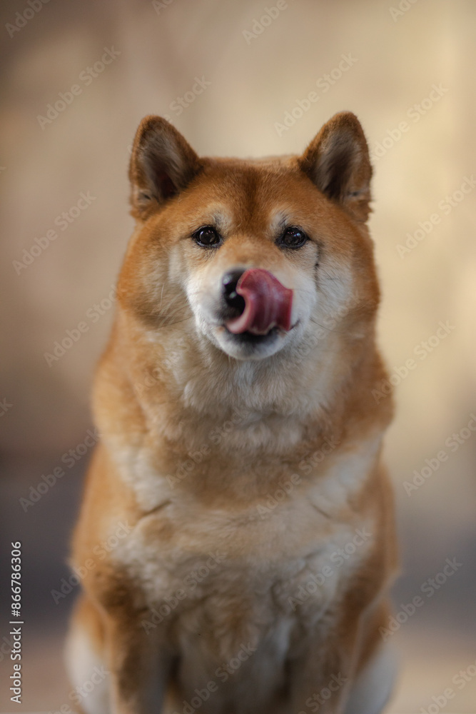 Pies Hachiko Schiba inu azjatycki oblizuje się język psa