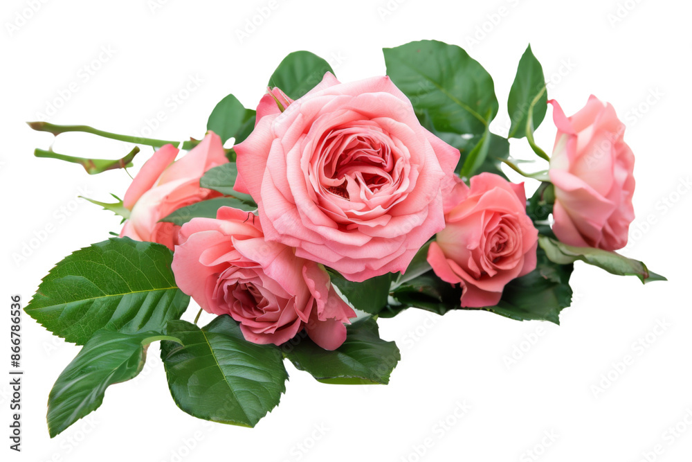 Beautiful pink roses lush with leaves isolated on transparent or white background Beautiful pink roses lush with leaves isolated on transparent or white background