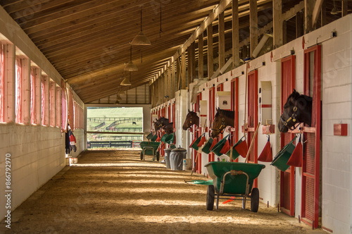 Принти на полотні Horses in stalls awaiting feed at Thoroughbred horse training barn, Ocala, FL