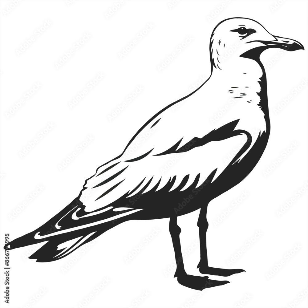 bird vector on a white background bird vector on a white background