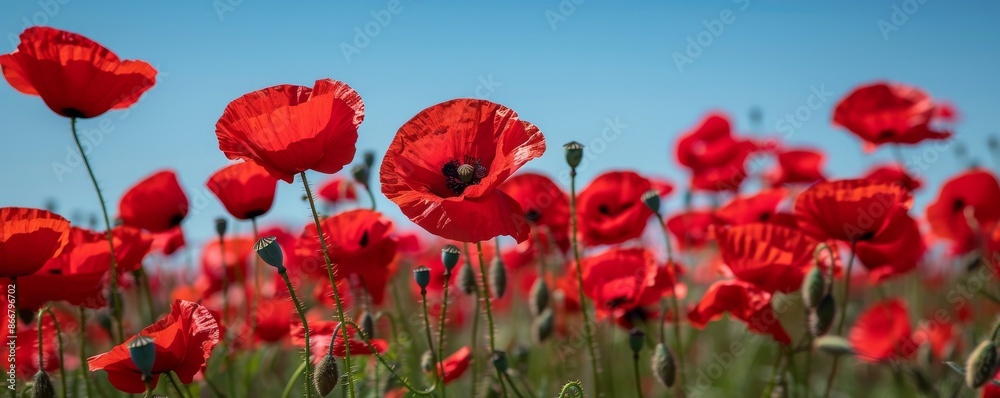 Fototapeta premium Field of red poppies under a clear blue sky, nature and tranquility concept