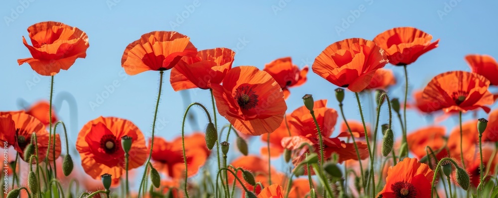 Obraz premium Field of vibrant red poppies under a clear blue sky