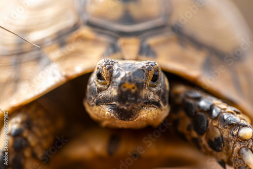 Close-up shot of a Spur-thighed tortoise ,Testudo graeca
