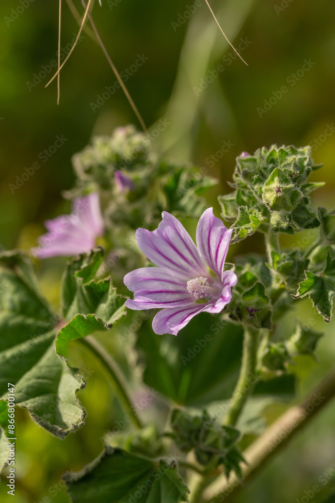 Purple mallow flower on a green background on a sunny summer day macro photography. Blooming garden malva flower with pink petals closeup photo in summer Purple mallow flower on a green background on a sunny summer day macro photography. Blooming garden malva flower with pink petals closeup photo in summer