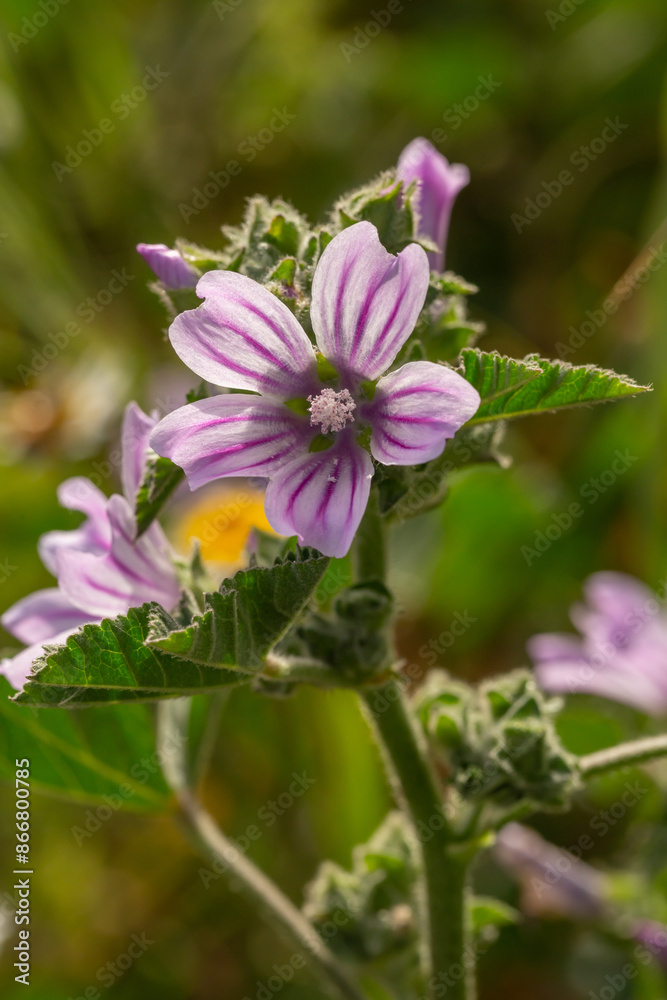 Purple mallow flower on a green background on a sunny summer day macro photography. Blooming garden malva flower with pink petals closeup photo in summer Purple mallow flower on a green background on a sunny summer day macro photography. Blooming garden malva flower with pink petals closeup photo in summer