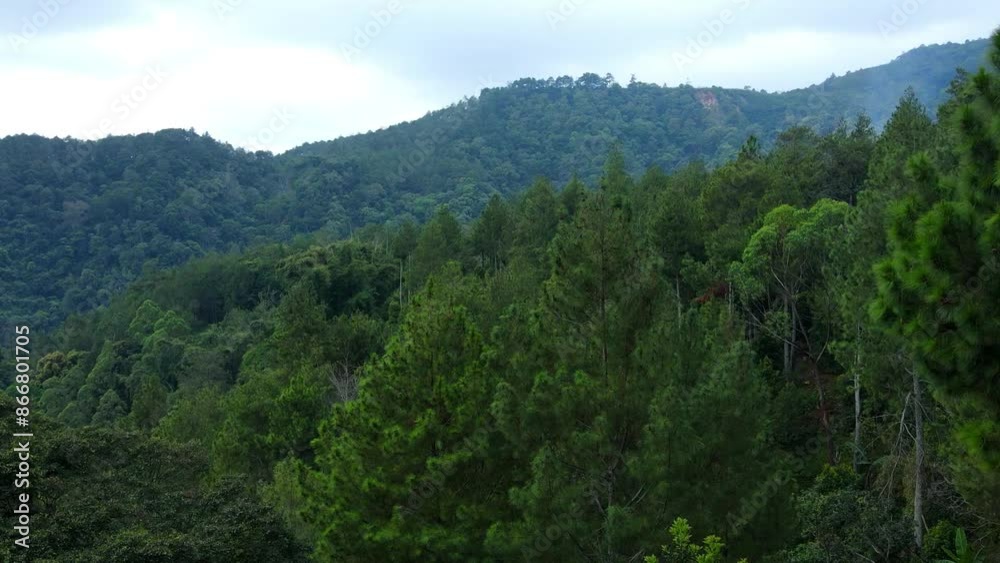 Aerial view of beautiful pine tree Forest Aerial view of beautiful pine tree Forest