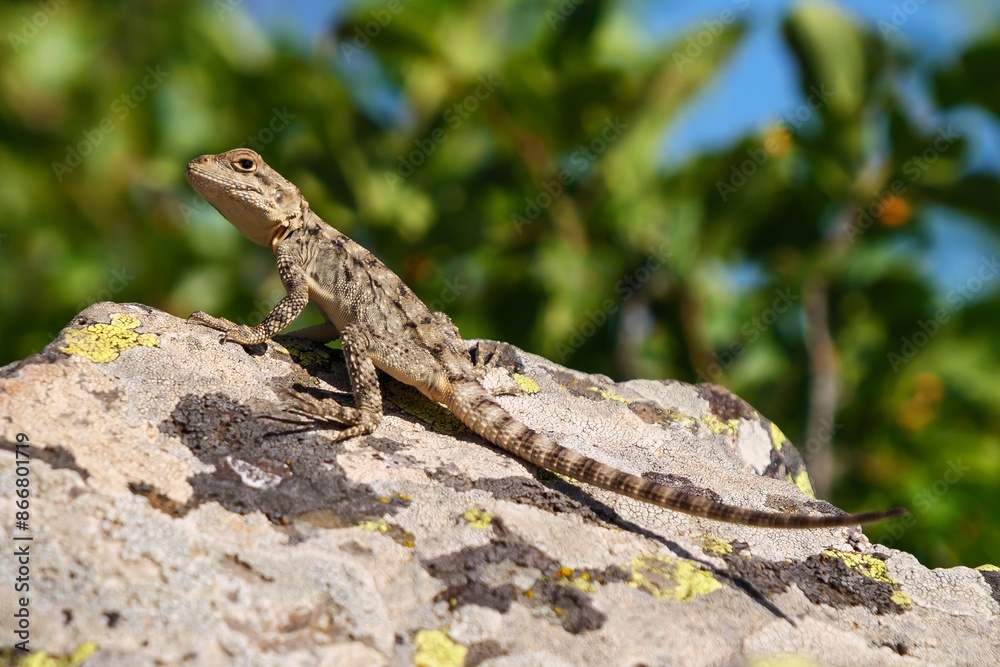 A small lizard sits on a sun-warmed rock, basking in the sunlight, amidst a blurred greenery background. A small lizard sits on a sun-warmed rock, basking in the sunlight, amidst a blurred greenery background.