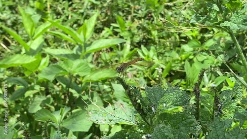 Macro shot of Dragonfly sitting on a leaf.