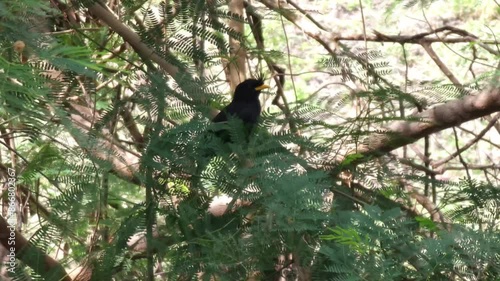 Myna bird in the garden. photo