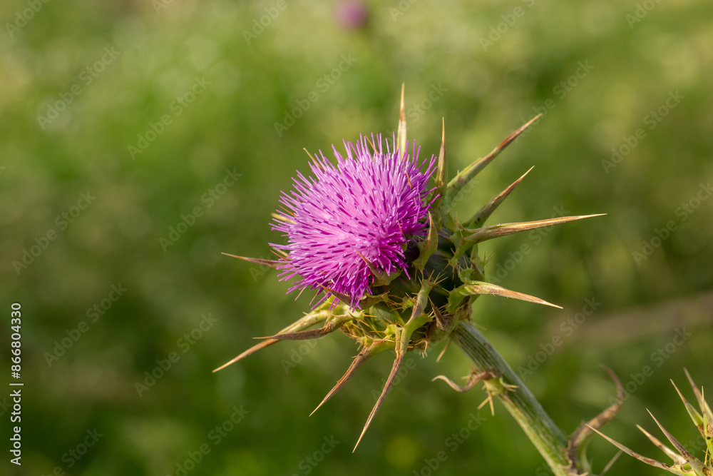 Blossom milk thistle flower on a green background on a sunny summer day macro photography. Blessed milkthistle flower with violet petals close-up photo in summertime. Blossom milk thistle flower on a green background on a sunny summer day macro photography. Blessed milkthistle flower with violet petals close-up photo in summertime.