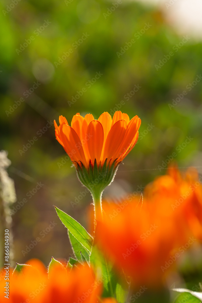 Orange pot marigold flower on a green background on a summer sunny day macro photography. Blooming ruddle flower with orange petals in summer, close-up photo.
Orange pot marigold flower on a green background on a summer sunny day macro photography. Blooming ruddle flower with orange petals in summer, close-up photo.
