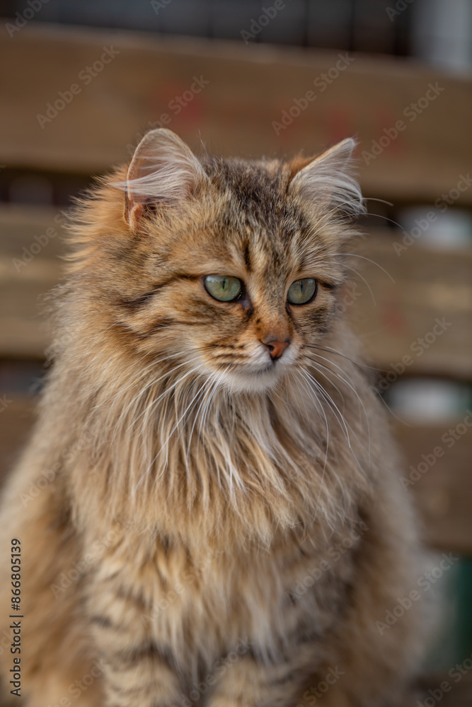 Portrait of a fluffy cat with green eyes sitting on the street. Street cat with beige fur close-up photo. Brown cat sitting on a bench. Portrait of a fluffy cat with green eyes sitting on the street. Street cat with beige fur close-up photo. Brown cat sitting on a bench.