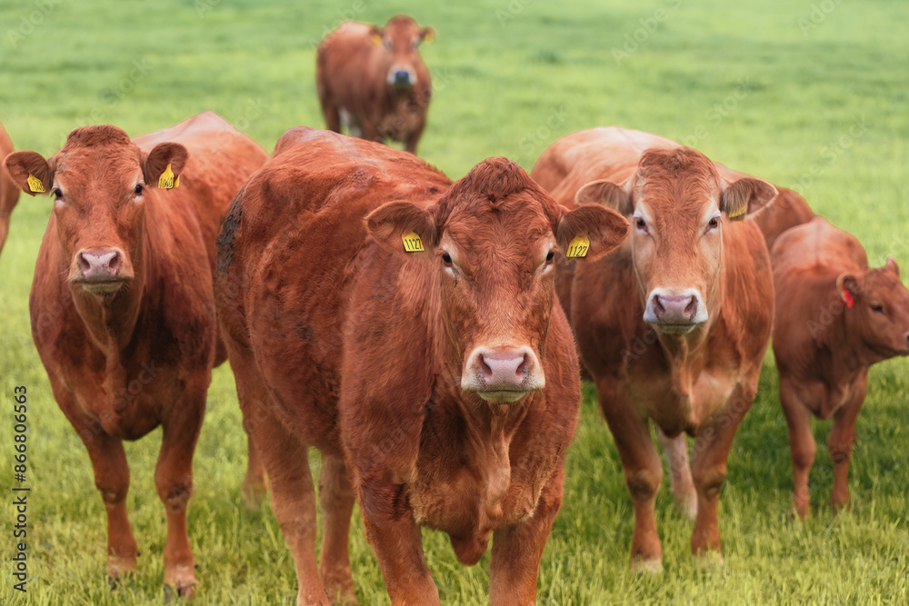 A herd of red cows grazing on lush green pastures in Jaeren reflecting the rich farming traditions of the area. Concept: farming, livestock, pastoral. Norway. A herd of red cows grazing on lush green pastures in Jaeren reflecting the rich farming traditions of the area. Concept: farming, livestock, pastoral. Norway.
