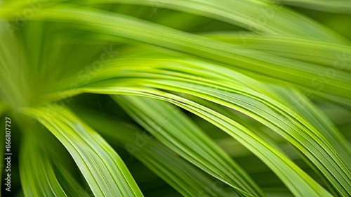 Abstract natural tropical plant background Selective focus