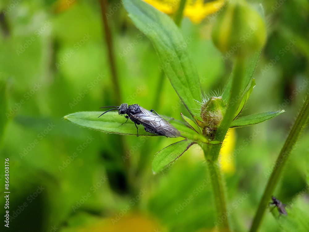 wasp bee on leaf wasp bee on leaf