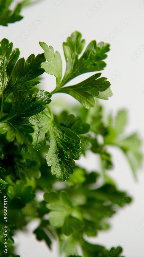 Close-up of fresh parsley leaves on white background, culinary and nutrition concept Close-up of fresh parsley leaves on white background, culinary and nutrition concept