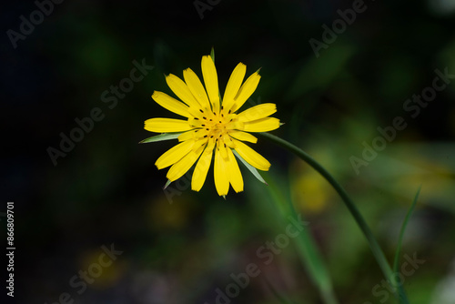 yellow dandelion flower