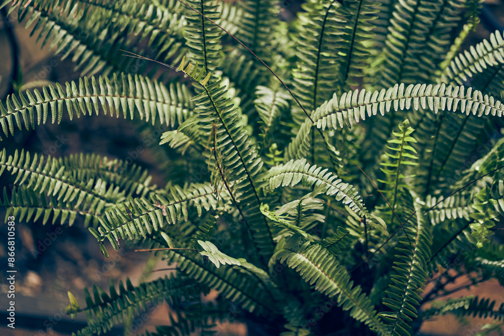 A lush bush. Nephrolepis fern close-up. Natural green background of leaves in the sun. There is a place to copy. High quality photo