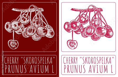 Drawing SWEET CHERRY SKOROSPELKA. Hand drawn illustration. The Latin name is PRUNUS AVIUM L. photo