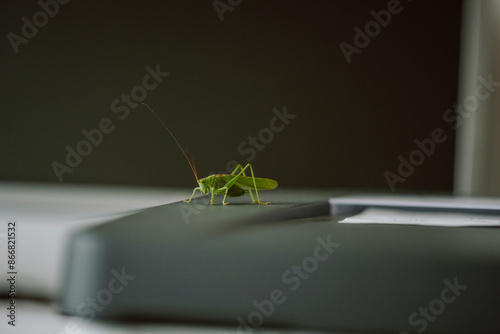 Heuschrecke im Büro photo