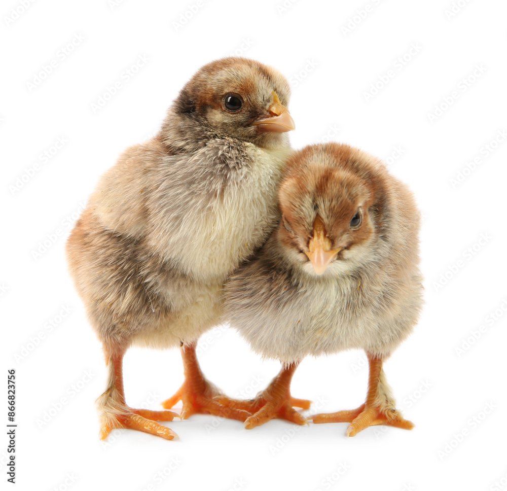 Fototapeta premium Two cute chicks isolated on white. Baby animals