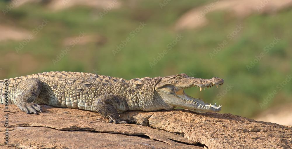 Crocodile with its mouth open basking in the sun; resting; mugger crocodile (Crocodylus palustris) from Sri Lanka Crocodile with its mouth open basking in the sun; resting; mugger crocodile (Crocodylus palustris) from Sri Lanka
