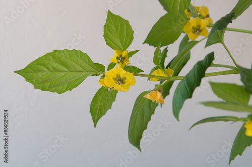 Blossom of Physalis peruviana, cape gooseberry plant with  fruits and yellow flowers photo