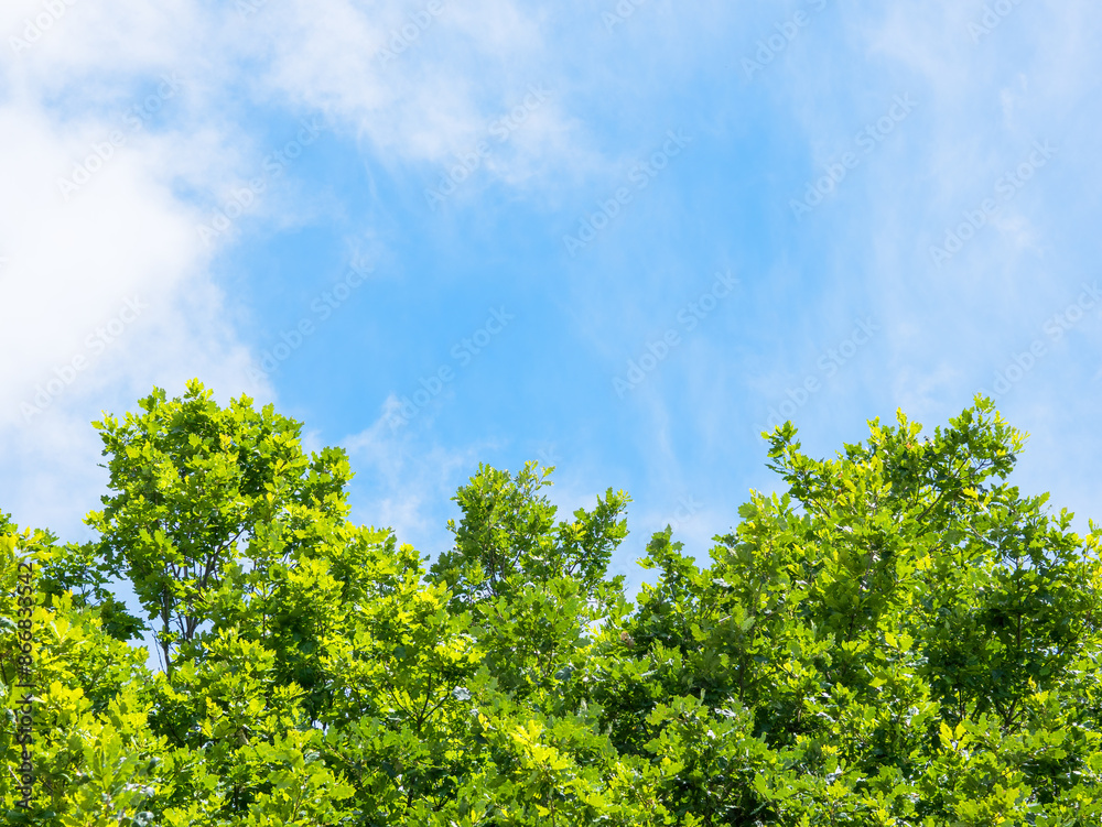 Spring or summer nature background with green trees leaves on blue sky background Spring or summer nature background with green trees leaves on blue sky background
