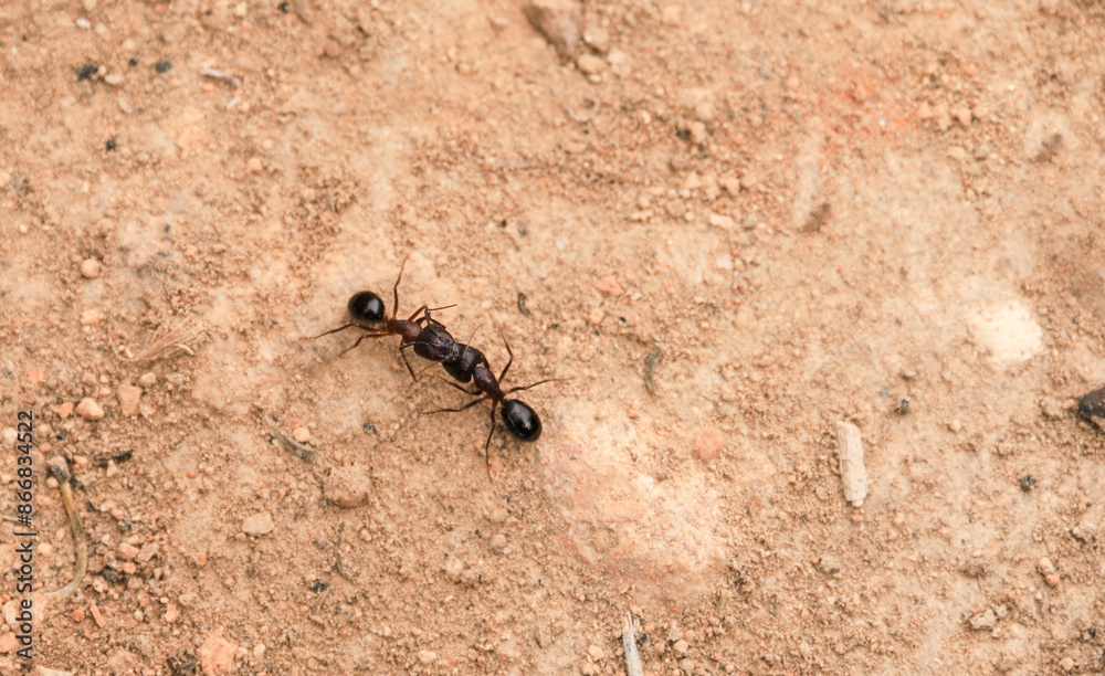 Two ants fighting on the ground Two ants fighting on the ground