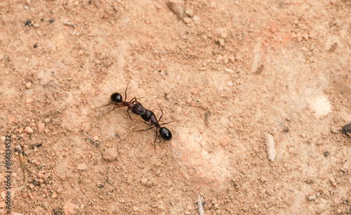 Two ants fighting on the ground photo