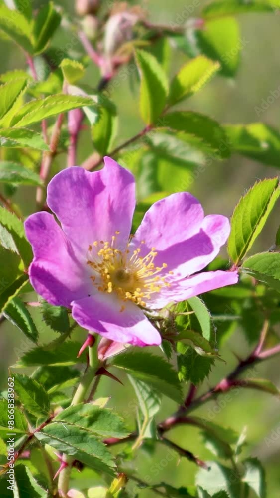 Single pink wild rose is blooming on a bush with thorns Single pink wild rose is blooming on a bush with thorns