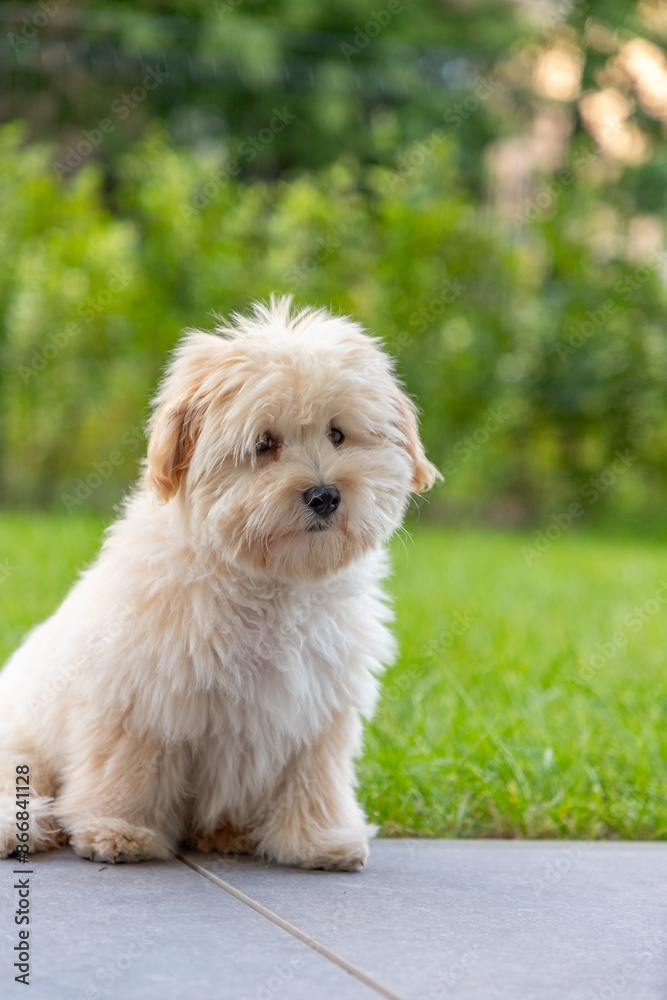 cute white maltipoo puppy playing on the lawn in the city in the evening in summer cute white maltipoo puppy playing on the lawn in the city in the evening in summer