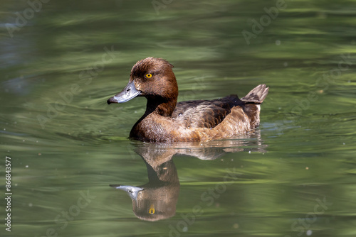 Brown tufted duck female swimming in sunshine