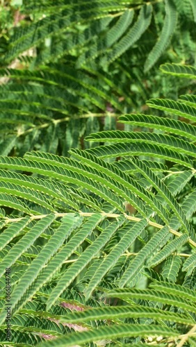 Green leaves of acacia, Albizia julibrissin, in the wind. Nature background close up. Vertical video. High quality 4k footage photo