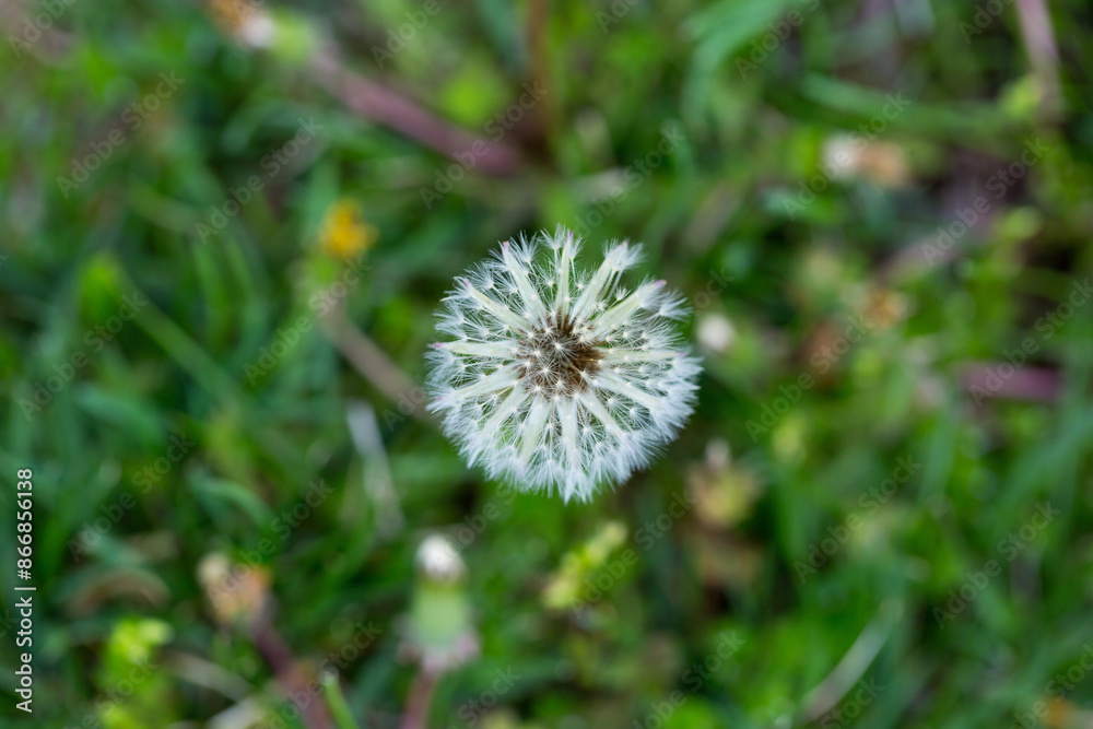 abstract looking dandelion seed head abstract looking dandelion seed head