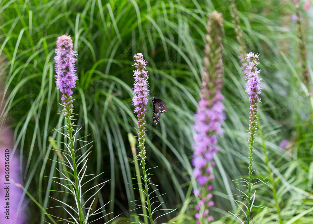 Black swallowtail on blazing star liatris purple flower Black swallowtail on blazing star liatris purple flower