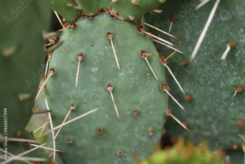 opuntia kaktus opuncja humifusa kwiat cytrynowy photo