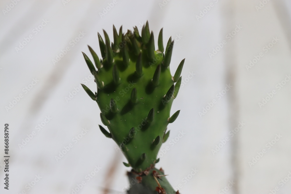 kaktus opuncja opuntia humifusa kwiat żółty kaktus opuncja opuntia humifusa kwiat żółty