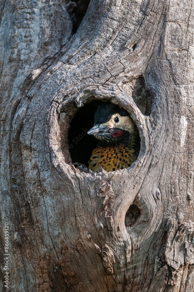 Green barred Woodpecker in forest environment, La Pampa province, Patagonia, Argentina. Green barred Woodpecker in forest environment, La Pampa province, Patagonia, Argentina.