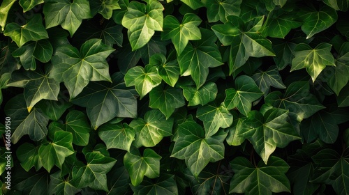 Green vines in a creative background image © AkuAku