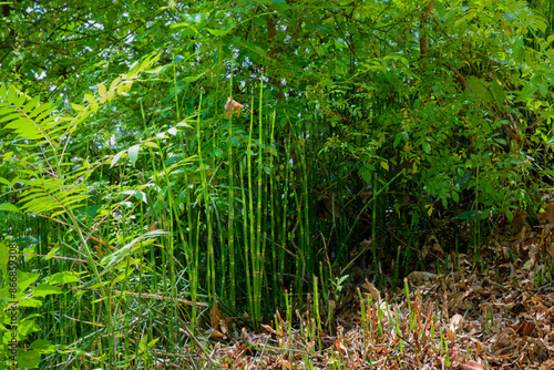 Rough horsetail (Equisetum hyemale) commonly known as scouring rush, scouringrush horsetail and in South Africa snake grass
The subspecies Equisetum hyemale subsp. affine is endemic to North America