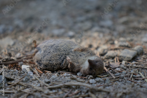 Tote Spitzmaus auf Waldweg photo