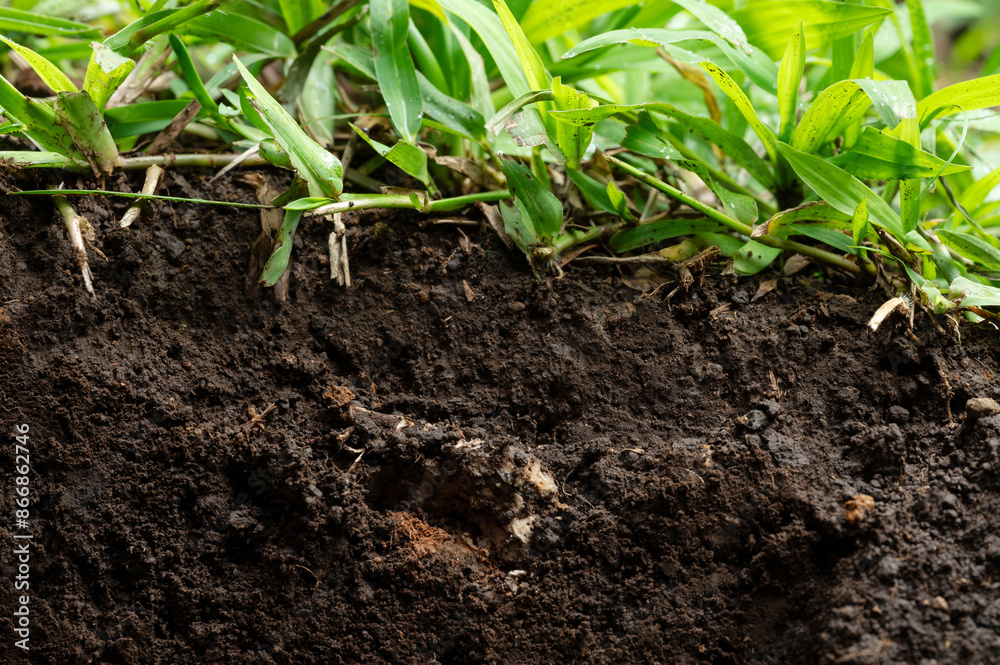 Growing grass from brown soil Growing grass from brown soil